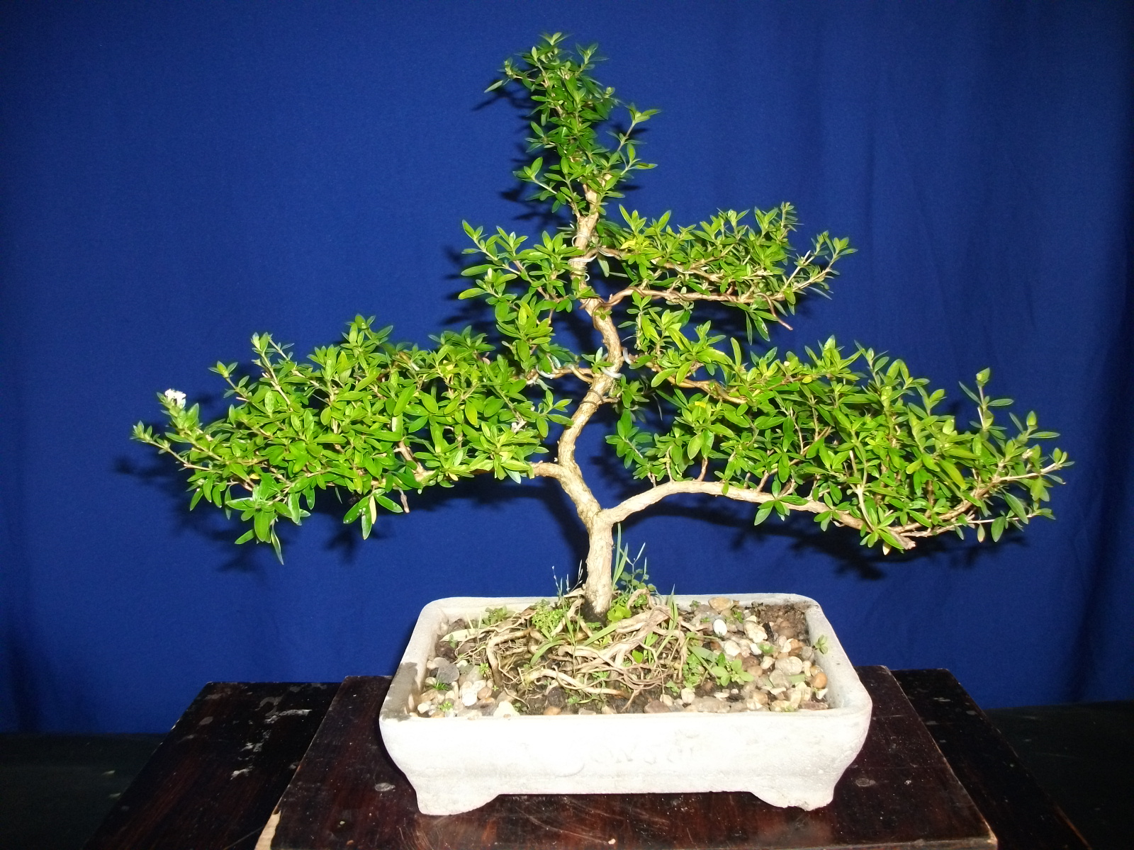 Vianna Bonsai Bonsai show