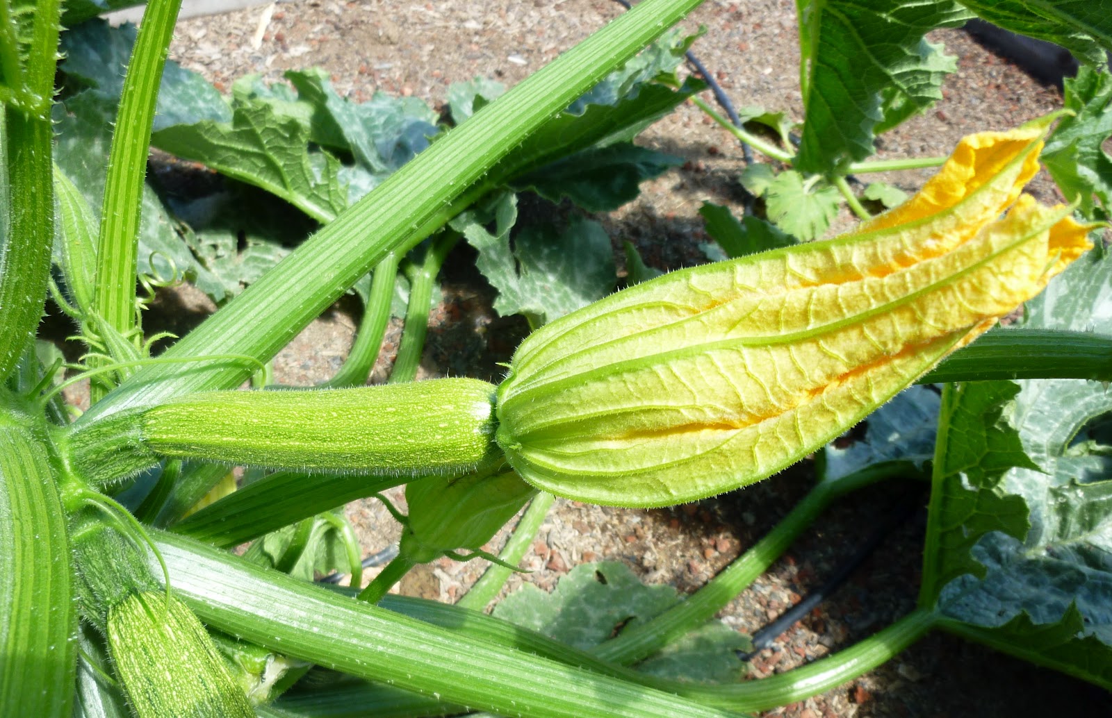 Foods For Long Life Does Your Zucchini Begin To Fruit And Then Wither