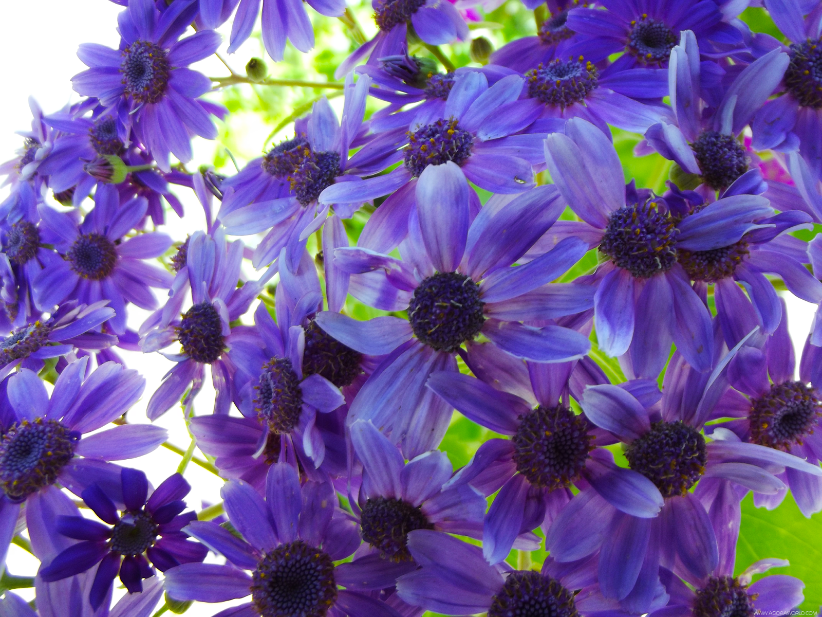 Parque Botânico do Monteiro-Mor, Lumiar, Lisboa