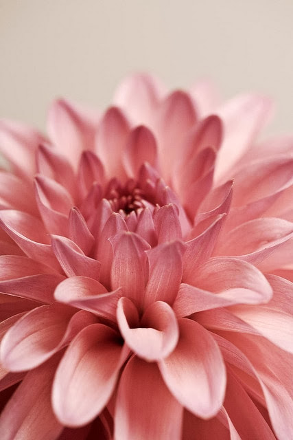gorgeous pink dahlia