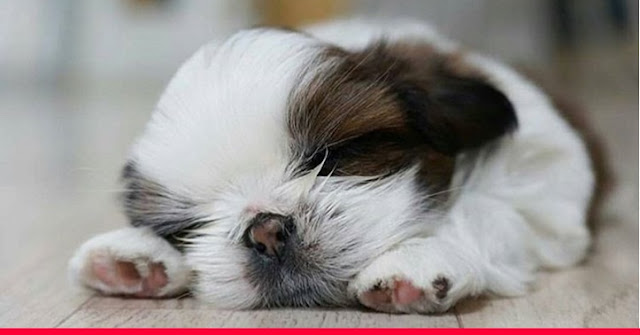 5 Coisas que Você Irá Adorar em um Shih Tzu