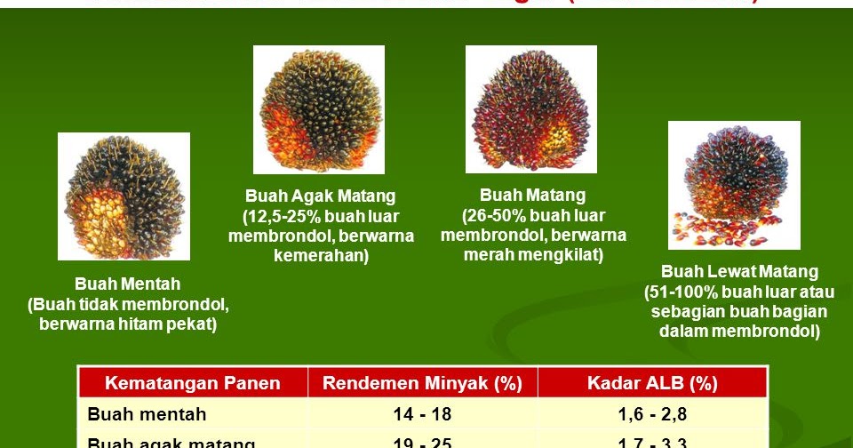4000 Gambar Buah Kelapa Sawit Mentah Hd Terbaik Gambar Id