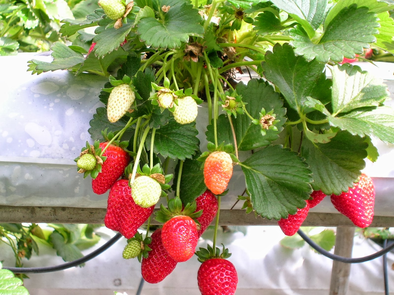 Hydroponic Strawberries Plants Pinterest