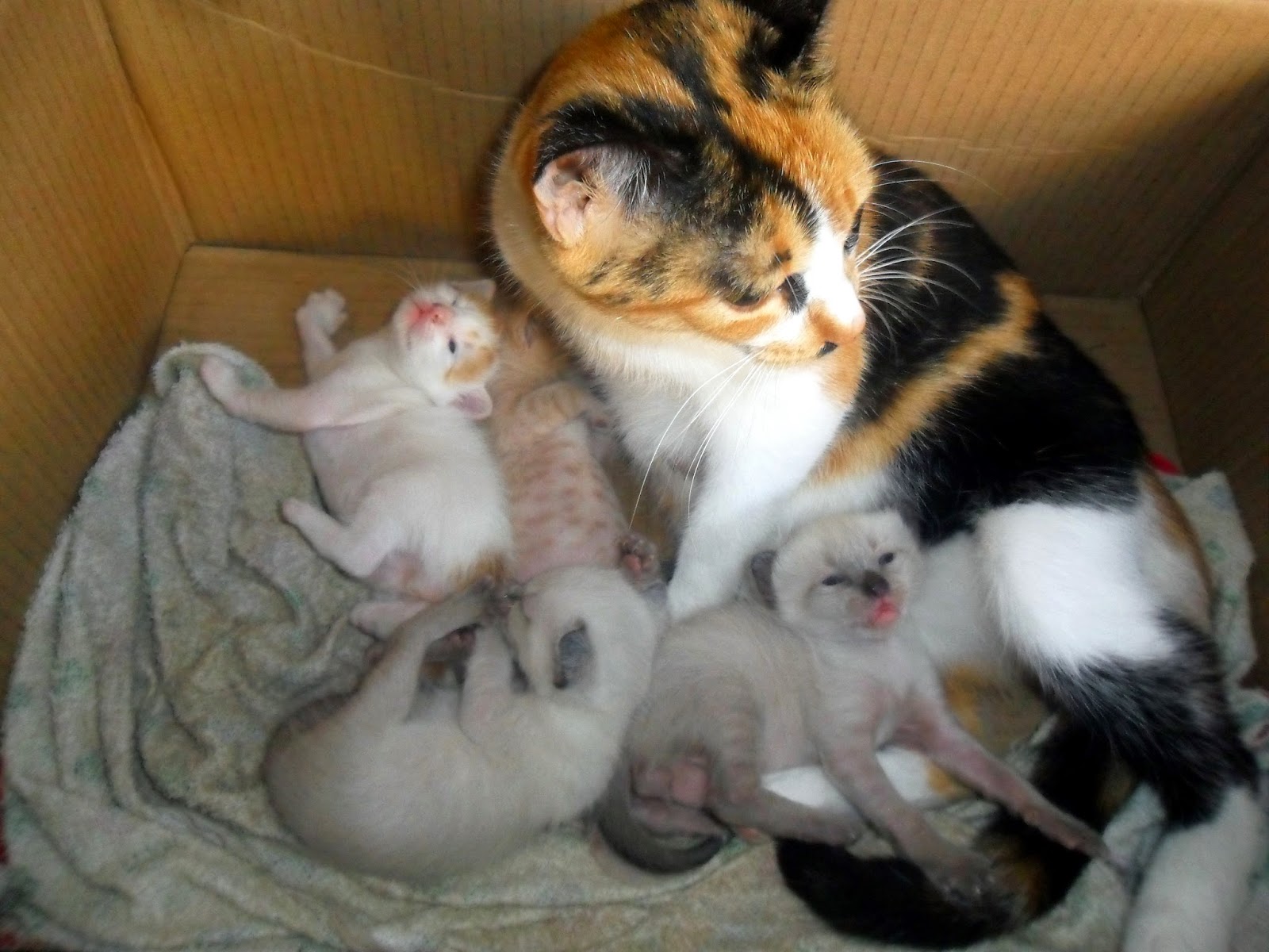 Los Gatos más bonitos Los Gatos más bonitos