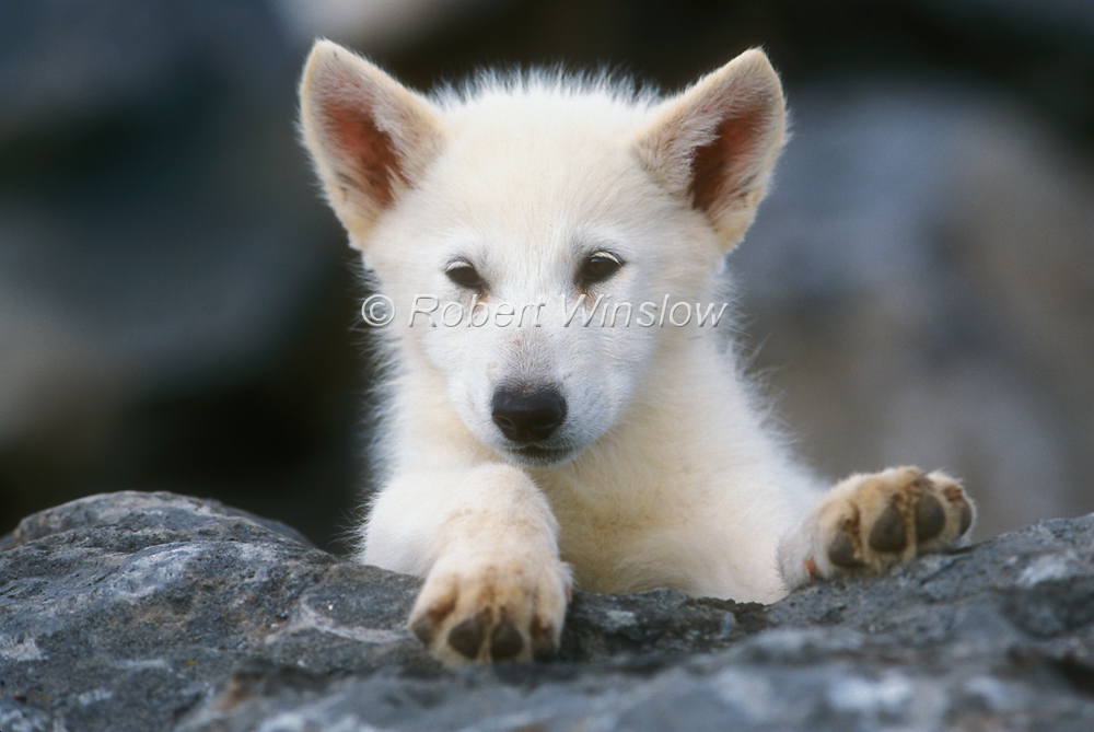 White Wolf : Charming Photos Of Arctic Wolf Pups With Red Flowers