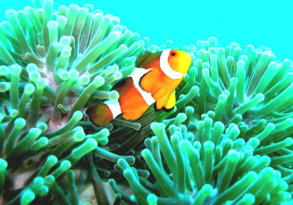Amphiprioninae What Do Clown Fish Live In