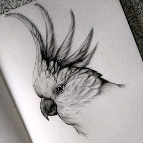 06-Parrot-Cockatoo-Kerry-Jane-Detailed-Black-and-White-Wildlife-Drawings-www-designstack-co