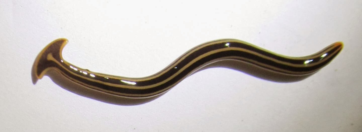 The Bizarre Hammerhead Worm Kuriositas