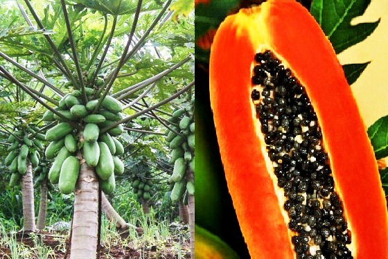 Pepaya Merah Delima Pepaya Merah Delima