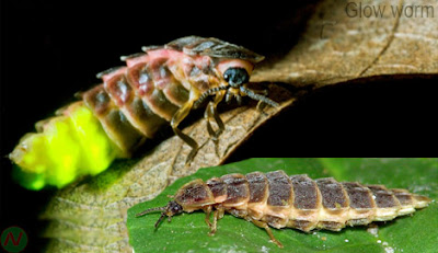 Glow-worm insect