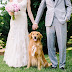 Διατίθενται σκύλοι για γάμους...