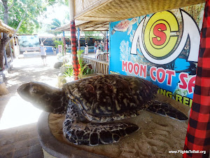 Turtle Farm at Tanjung Benoa Bali