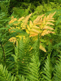 Skyline Trail Cape Breton Highlands National Park ferns by garden muses-not another Toronto gardening blog