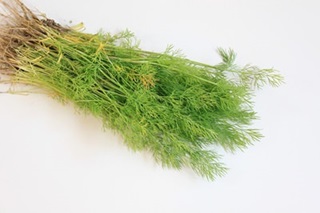 anithos-dill anithos-dill