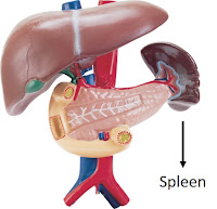 Spleen (limpa) Spleen (limpa)