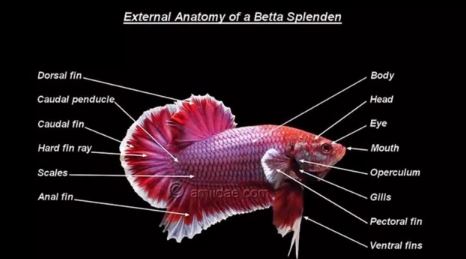 Mengenal Anatomi Morfologi Ikan Cupang Sikpas