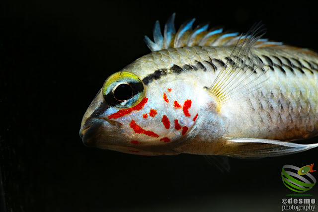 Apistogramma sp. rotflecken / sp. D28