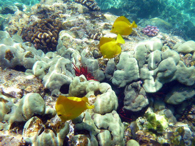 arrecife decoral