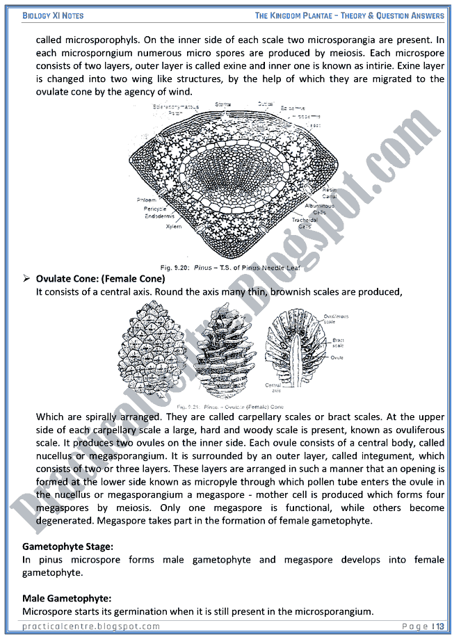 Kingdom Plantae - Theory And Questions Answers - Biology XI