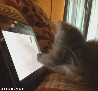 http://2.bp.blogspot.com/-oB3eJ1Al67A/UjnjHlpzDnI/AAAAAAAArnI/1Plgn-eq3mw/s1600/funny-cats-and-kittens-gifs-068-001.gif