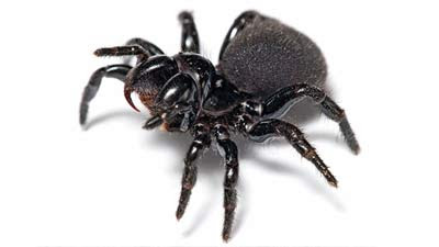 10 Hewan Paling Beracun Di Dunia Triniad