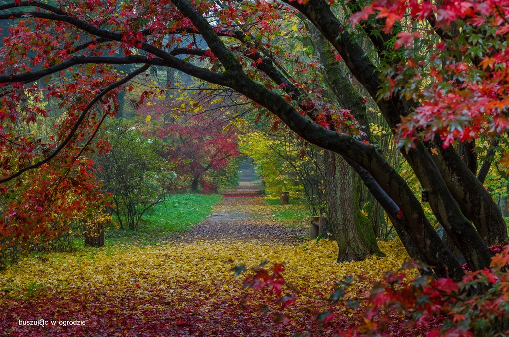 arboretum w Rogowie, jesień