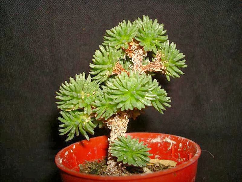 PlantWerkz Miniature Joshua Tree Sedum Multiceps