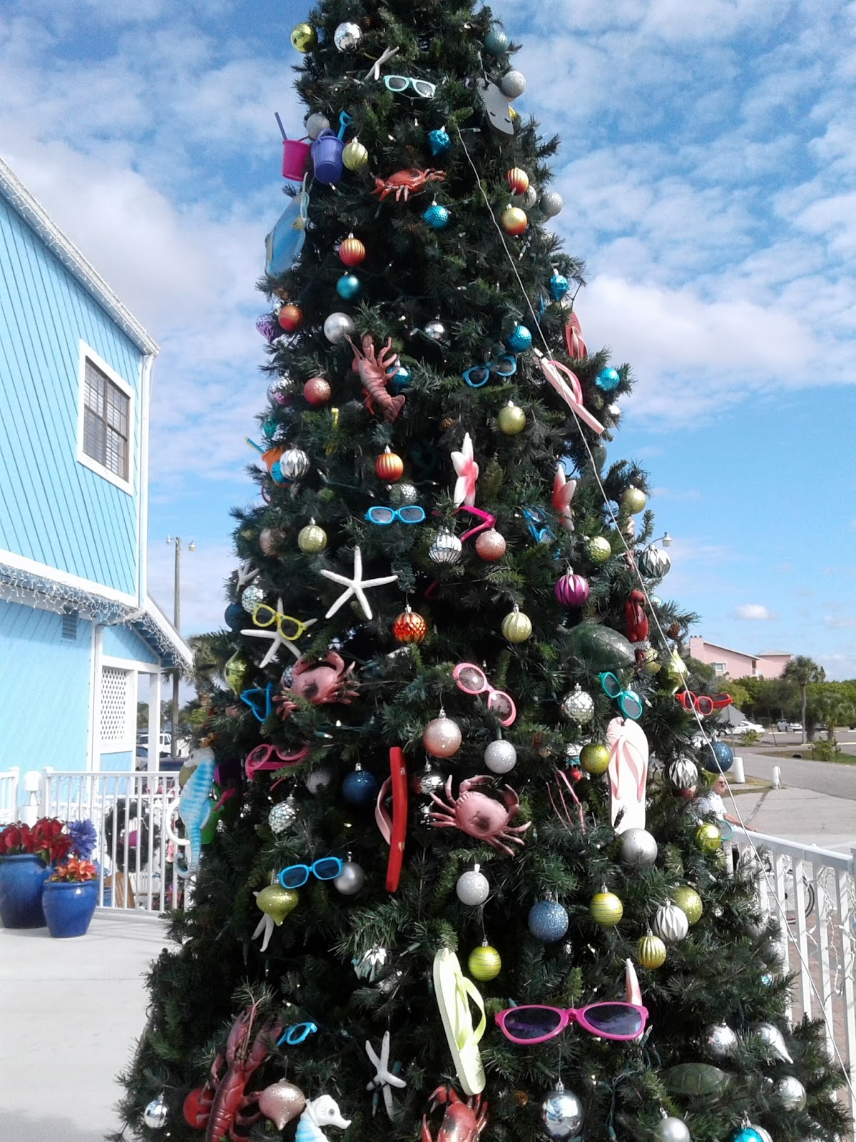 Wild Christmas Wild Christmas