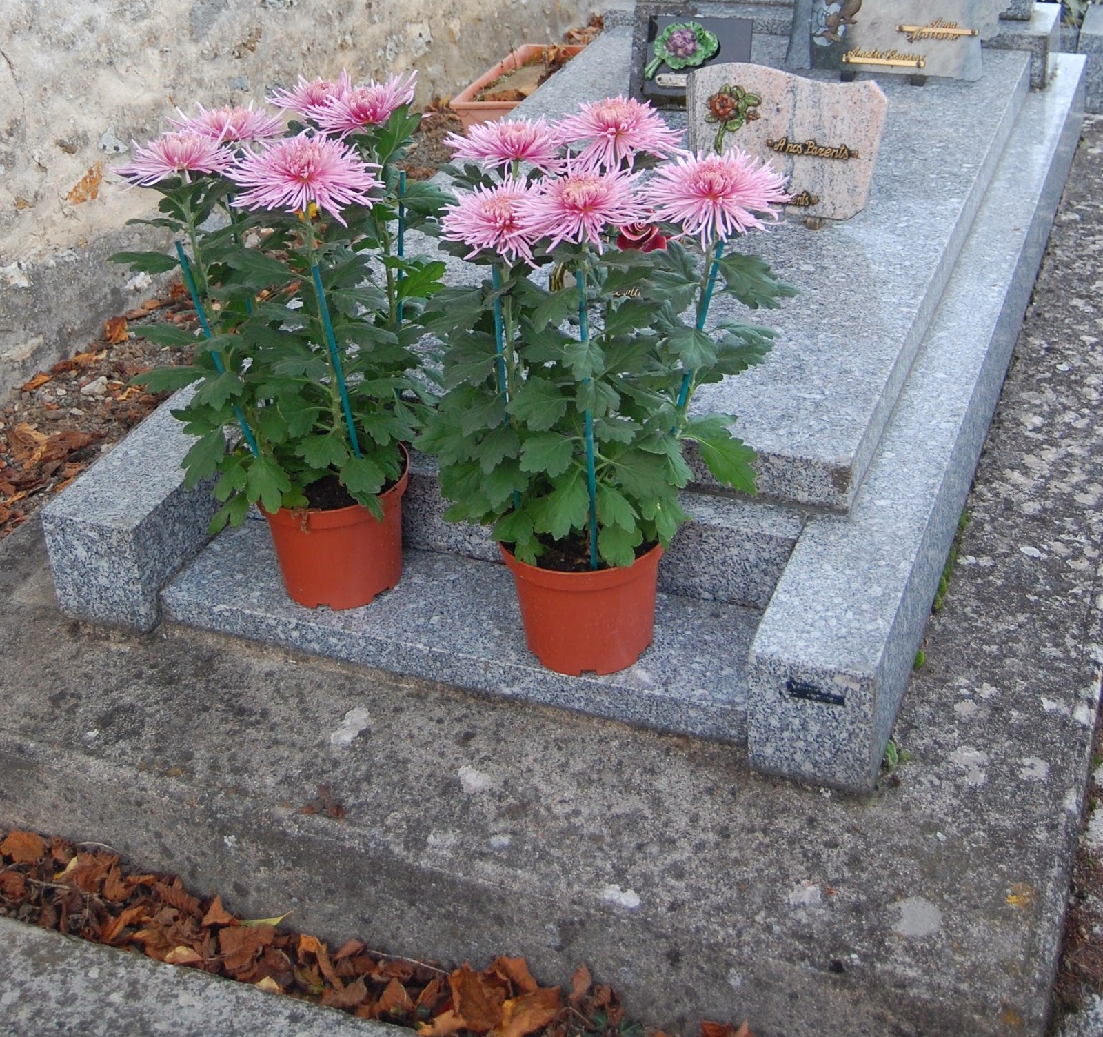 Recollections of a Vagabonde 100th Chrysanthemum Show in Stilesboro,