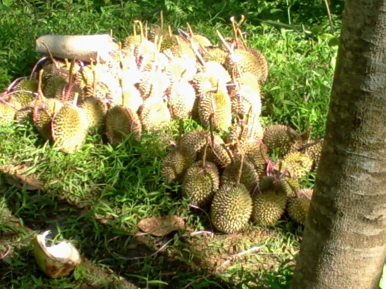 buah durian dari kecamatan cigugur