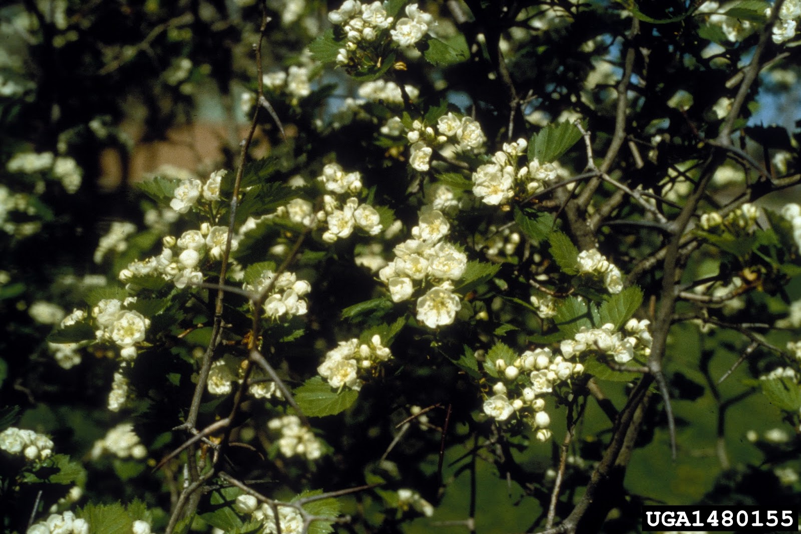 Iaadamlim Hawthorn Enzyme Drink And Hot Bed At Zenyu Ecospa
