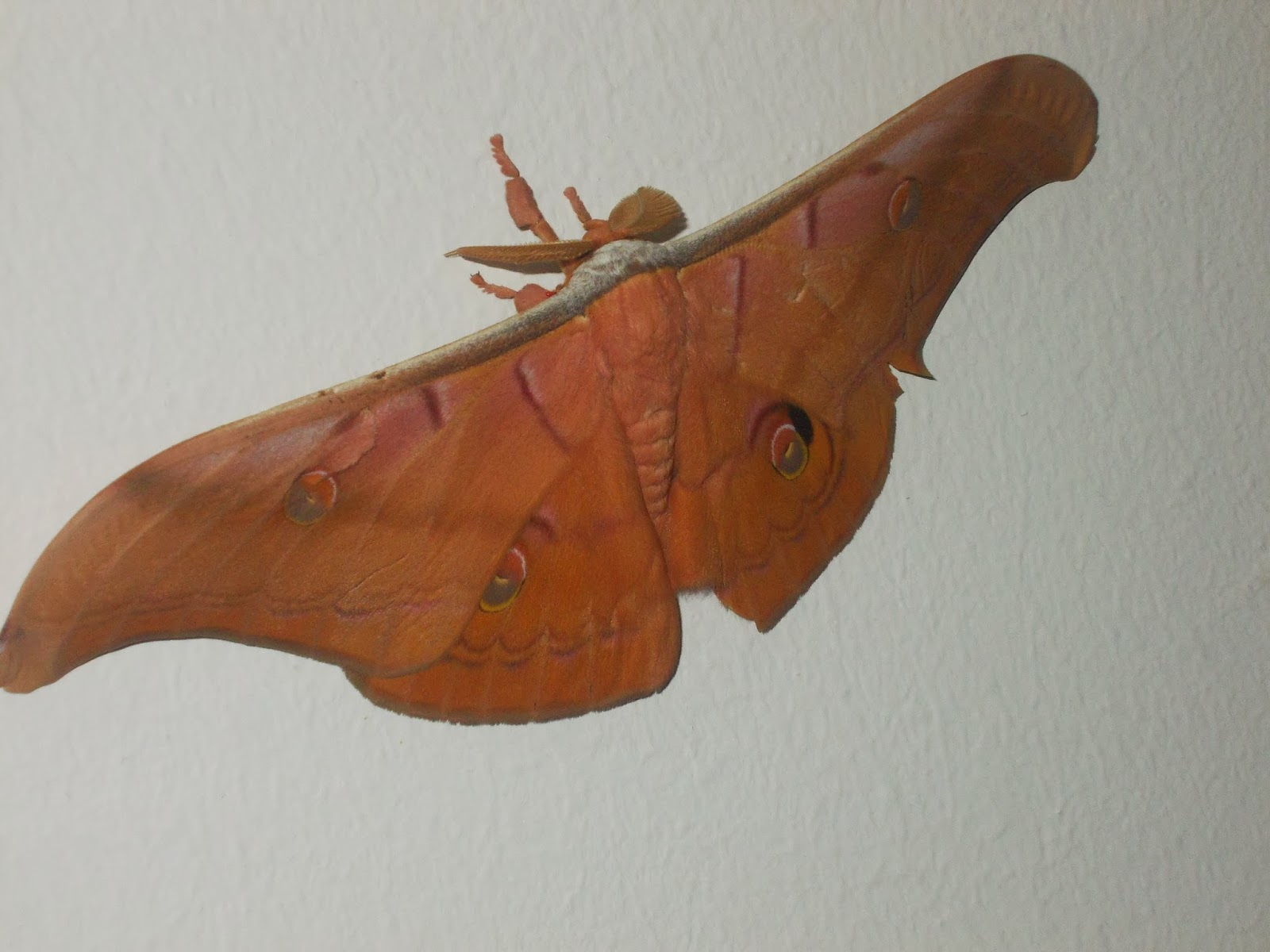 SEHARI DALAM HIDUPKU @ JURNAL KEHIDUPAN: Rama-rama