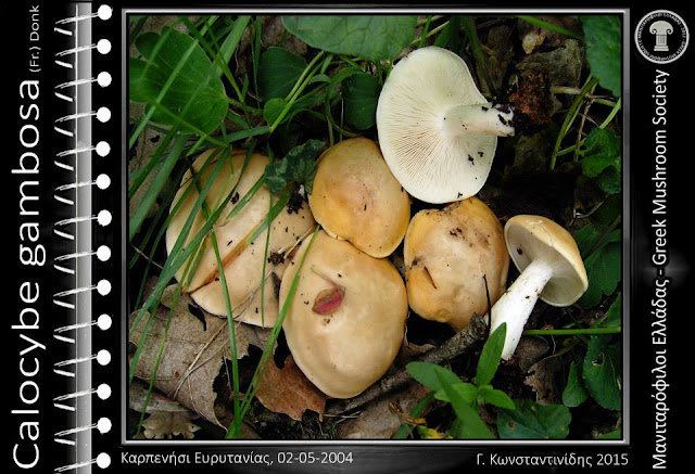 Calocybe gambosa (Fr.) Donk