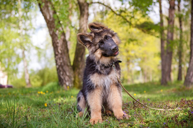 German-Shepherd-Puppy-sitting-in-park