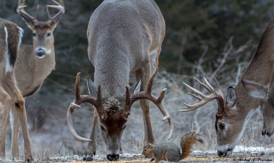 A Dixie Lady Deer Hunter A Squirrel With Bucks