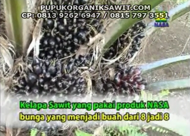 pupuk sawit yang bagus untuk buah nasa organik pupuk sawit yang bagus untuk buah nasa organik