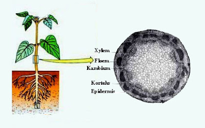 Struktur dan Fungsi Batang Dikotil dibagi menjadi dua yaitu flora monokotil dan flora dikotil Struktur dan Fungsi Batang Dikotil
