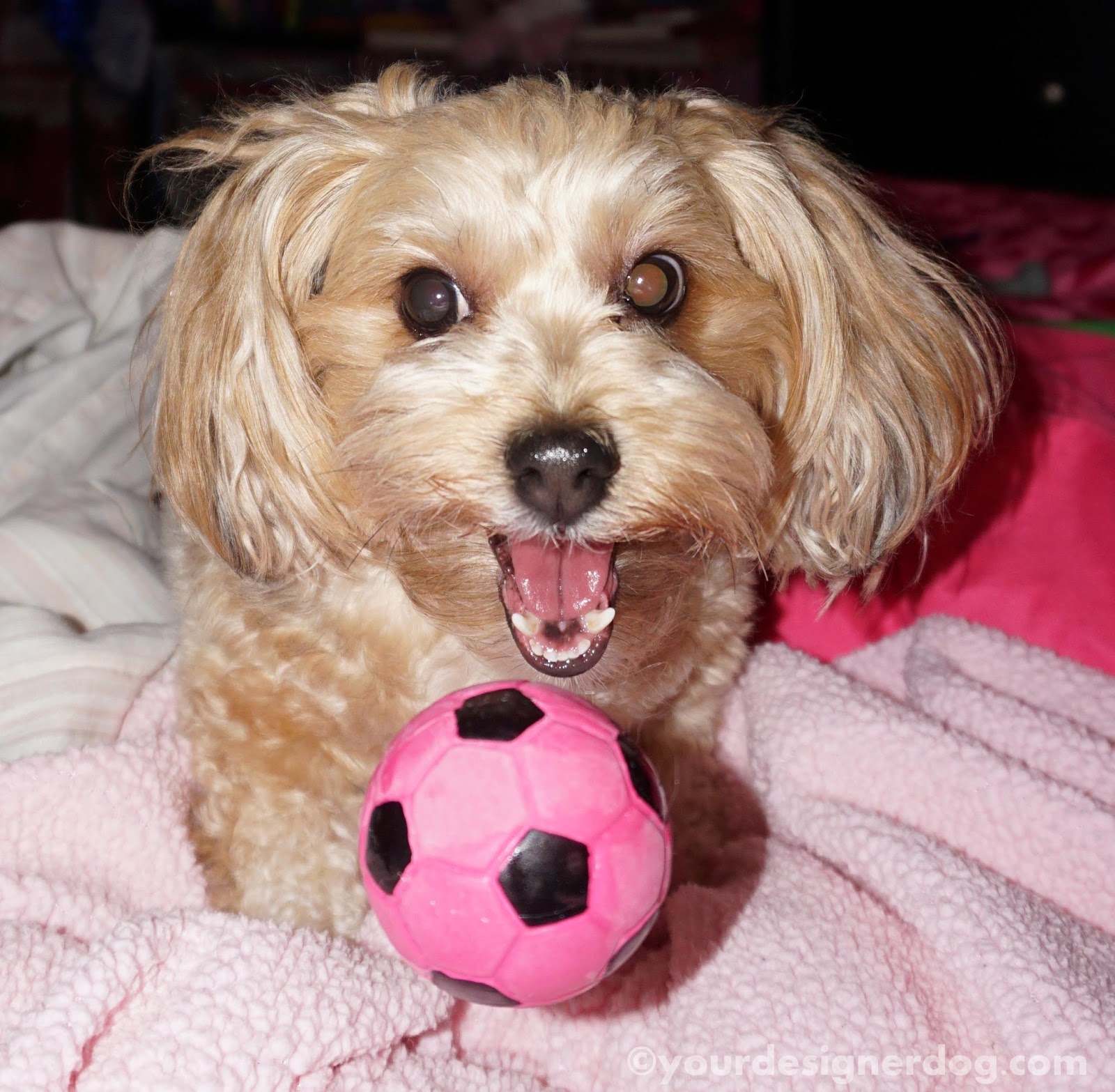 Pawsome Pet of the Week - Sadie the Yorkipoo | Pawsitively Pets