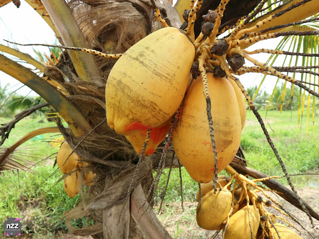 Contoh Kertas Kerja Kelapa Pandan