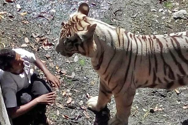 White tiger in Delhi zoo mauls man to death