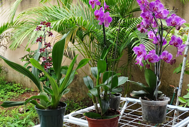 Como regar as orquídeas que ficam dentro de casa - Jardinet