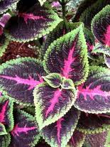 Bebagi Inspirasi Bersama Bethie Raevlecya: Manfaat Daun Miana