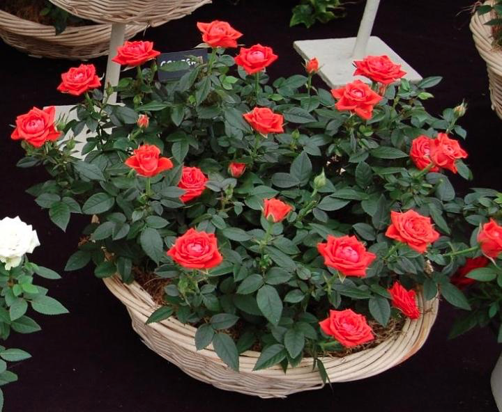 ROSA SPP. Rosaceae MINIATURE ROSE Benefits, Care & Propagation Indoor