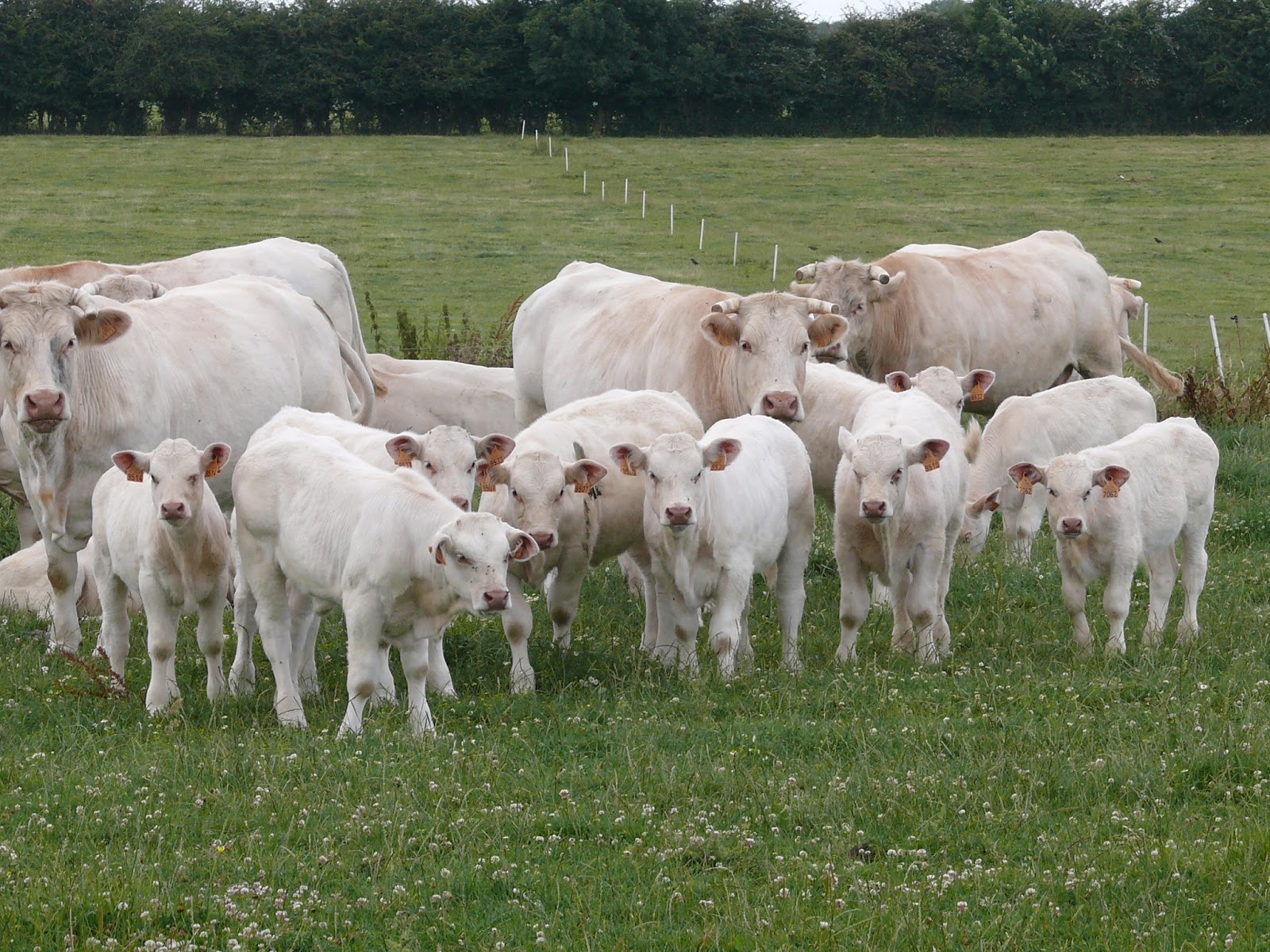 Chen Gai France ) vache charolaise