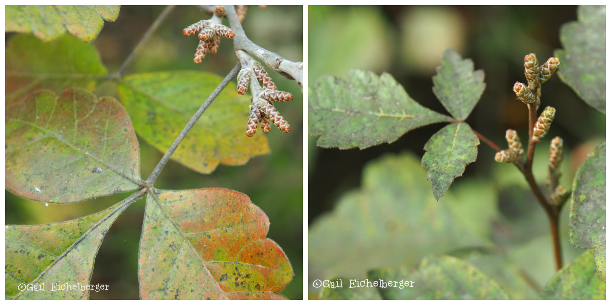 Using Georgia Native Plants Sumac Roadside S Rowdy Rhus