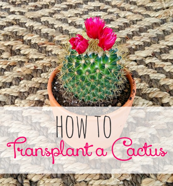 How to Transplant a Cactus Little Vintage Cottage