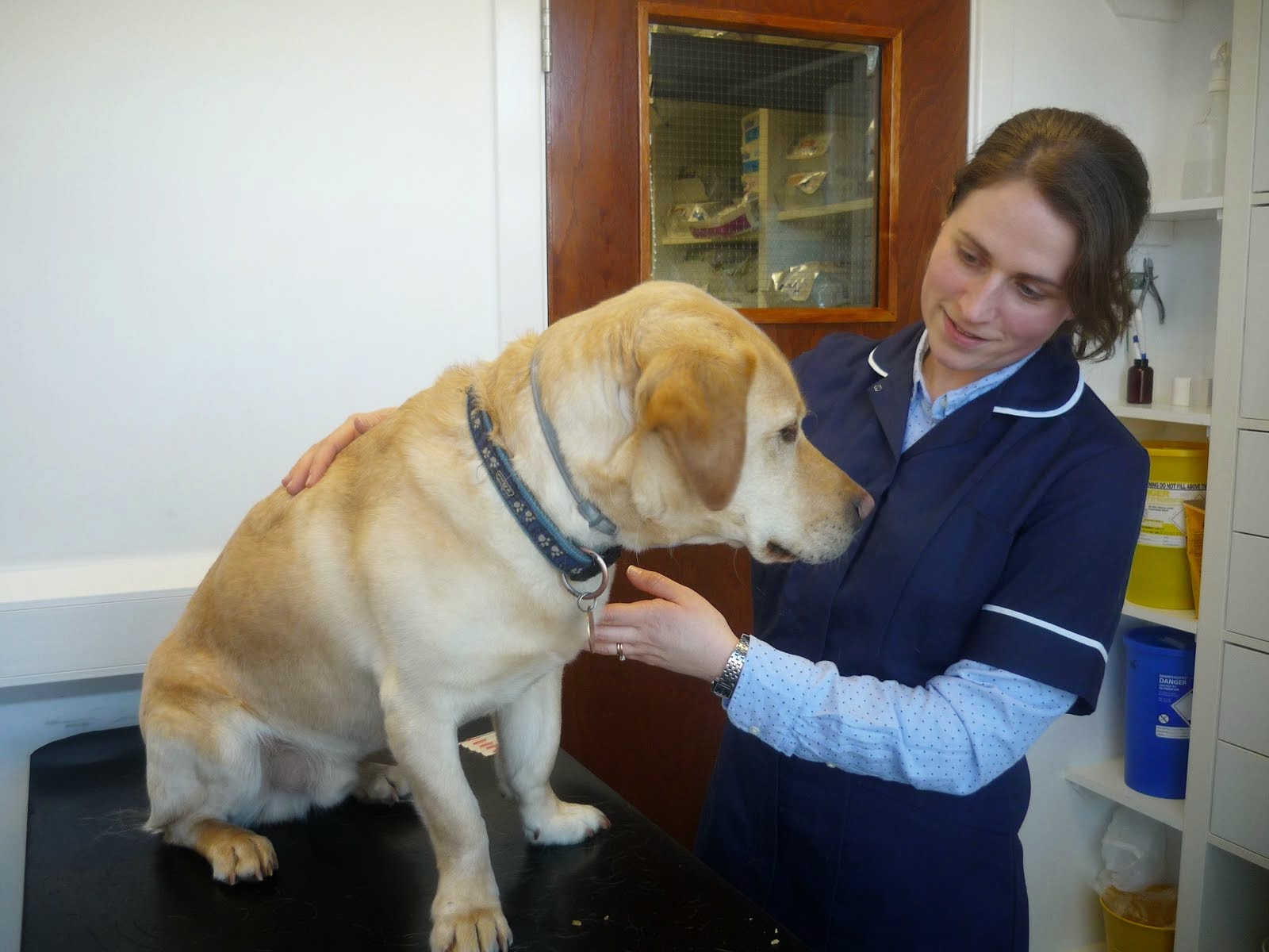 Canine Acupuncture at Broad Lane Vets