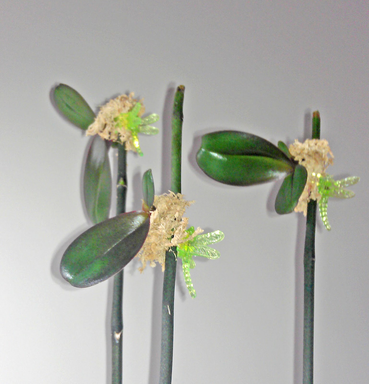 Maria's Orchids Sphagnum around phalaenopsis keikis