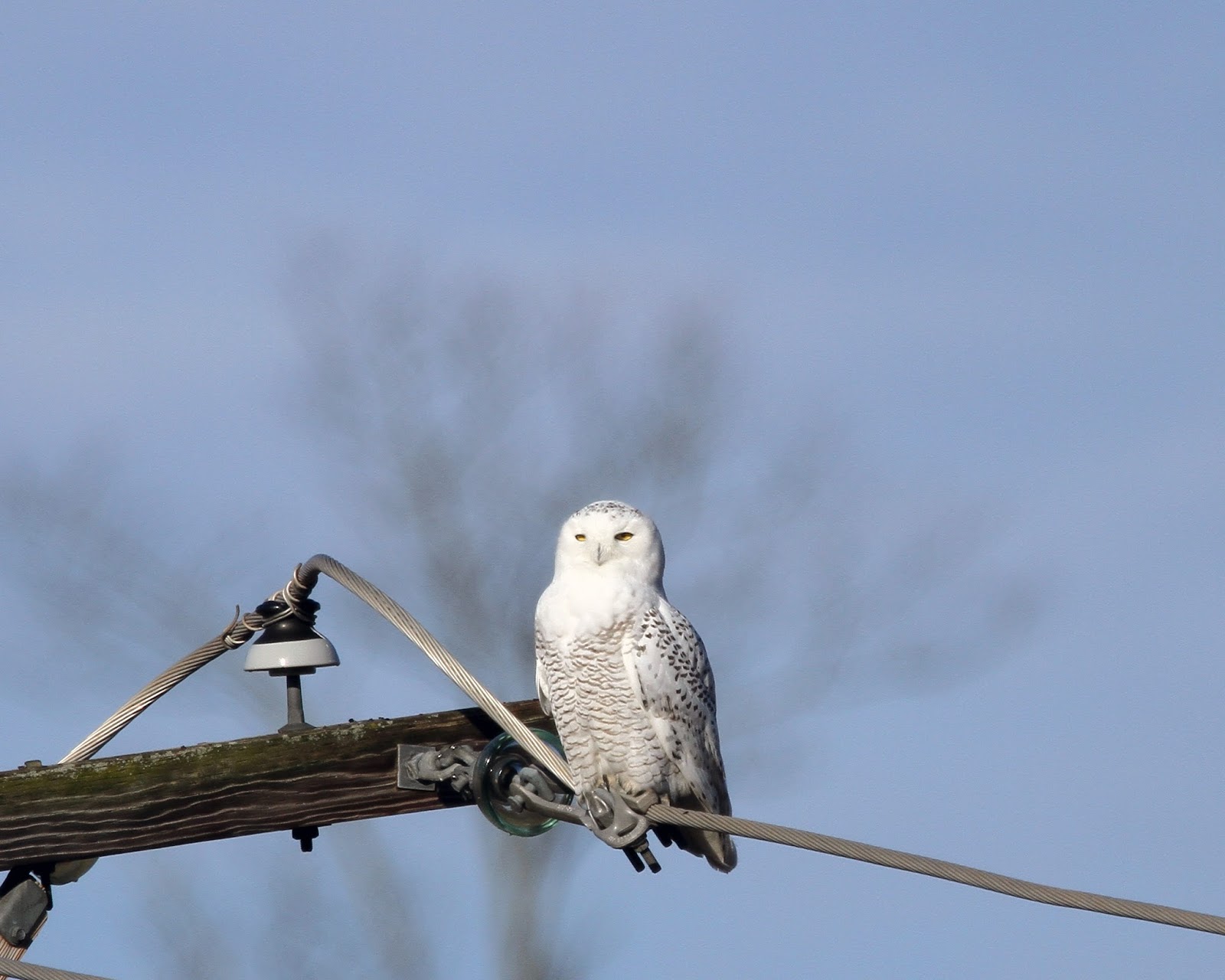 Julie Zickefoose on Blogspot: Parkersburg's Snowy Owl
