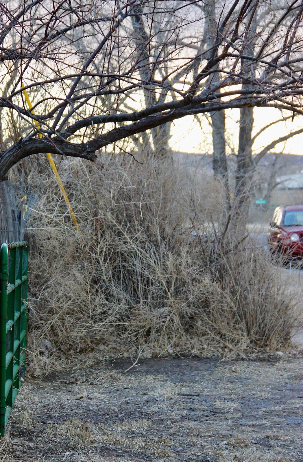 Urban Plants, Urban Rocks Street Plants Tumbleweeds Come to Town